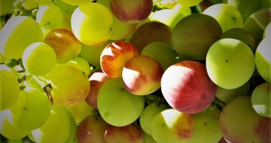 Klimatsko Martinje: Promjene klime mijenjanju vinske karte i vinogradarski zemljopis