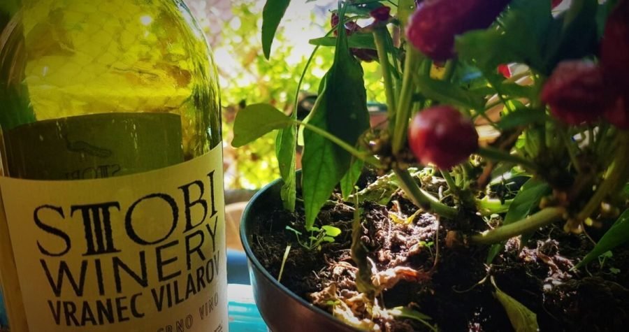 Neće vranac u tijesan klanac: Makedonci slave Vranac World Day ili Svjetski dan vranca, tj. grožđa i crnog vina