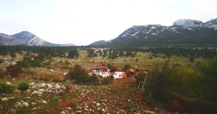 Stočari sa krša: ‘Dosta nam je praznih obećanja, je li problem javno reći da smo dovedeni na rub egzistencije i osuđeni na propast?’