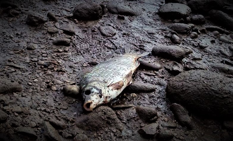 Mrtva riba na obalama Neretve i potoka Sušica (foto Facebook inicijativa Jer nas se tiče)
