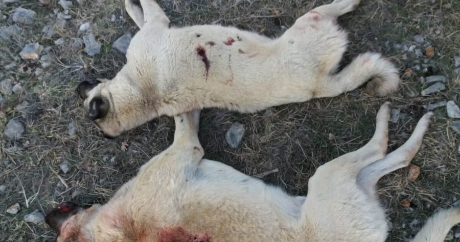 Mlađahni lovac ubio dva pastirska psa, ženku i mužjaka