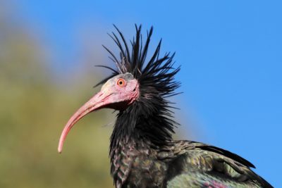 Ćelavi ibis ( foto LIFE Northern)