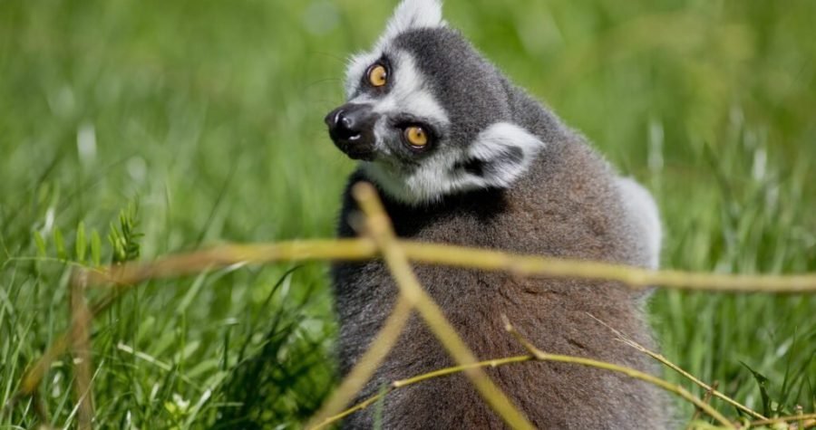 ZG ZOO časti: Na Dan žena besplatan ulaz ženama