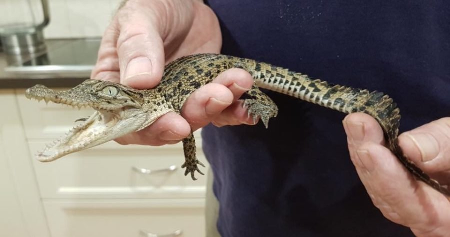 Bijeg iz izolacije: Jedanaest krokodilčića pobjeglo iz krokodilskog parka