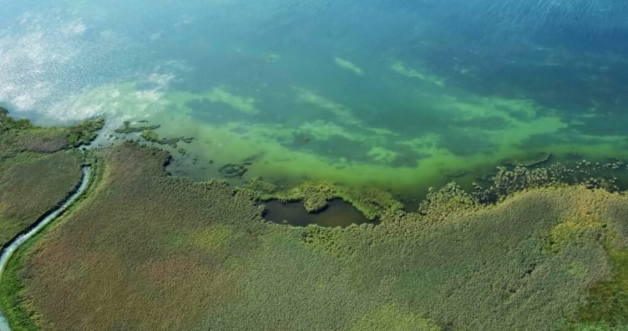 Rješenja su u prirodi: Besplatna učionica i gledanje ptica u ornitološkom rezervatu na Vranskom jezeru