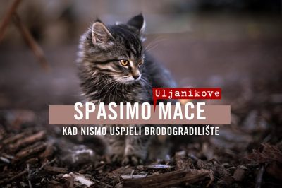Mijao Uljanik – mačke, mačci i mačići ostali bez radničkih marendi: Spasimo mace kad nismo brodogradilište (i radnike)