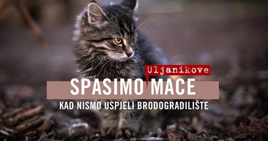 Mijao Uljanik – mačke, mačci i mačići ostali bez radničkih marendi: Spasimo mace kad nismo brodogradilište (i radnike)