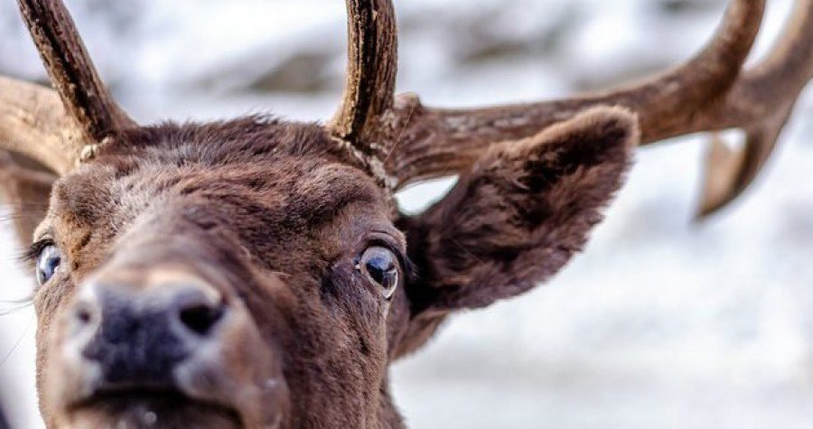 Loše vijesti za HDZ i satelite i Škorino jato: U Kanadi se neće moći glasati