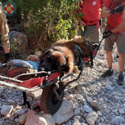 Pas dočekao spas: HGSS na nosilima spustio psa koji se na Paklenici ‘umorio ko pas’
