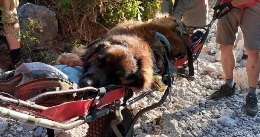 Pas dočekao spas: HGSS na nosilima spustio psa koji se na Paklenici ‘umorio ko pas’