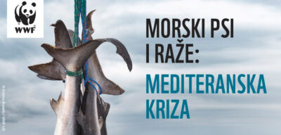 WWFza spas Mediterana: Novi dokazi o ilegalnom ulovu izumirućih morskih pasa, sabljarki, goluba, raža…