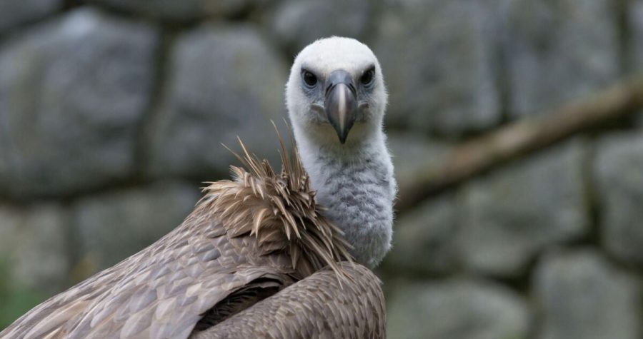 Sretan vam Dan strvinara: Bjeloglavi supovi će preživjeti – ako ih ne pobijemo