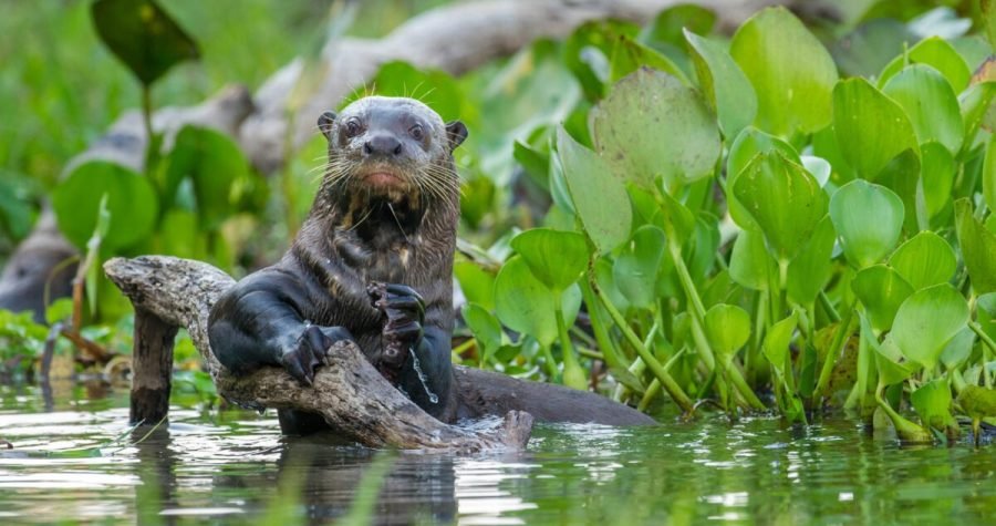 Priroda nestaje: Populacije divljih životinjskih vrsta smanjene za dvije trećine