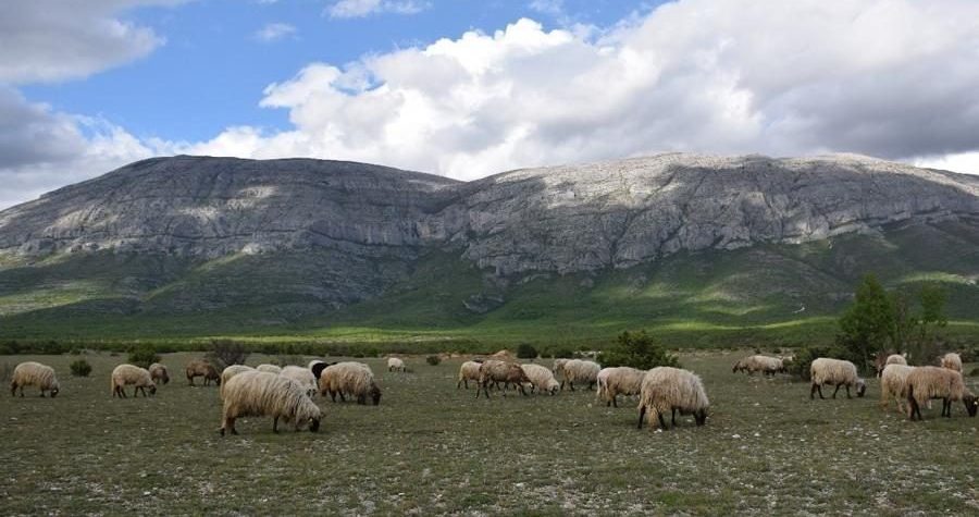Terensko istraživanje: Dinara je važna svima od Knina do Trilja, misle da zarasle pašnjake treba obnoviti, ali stočarstvo im nije zanimljivo