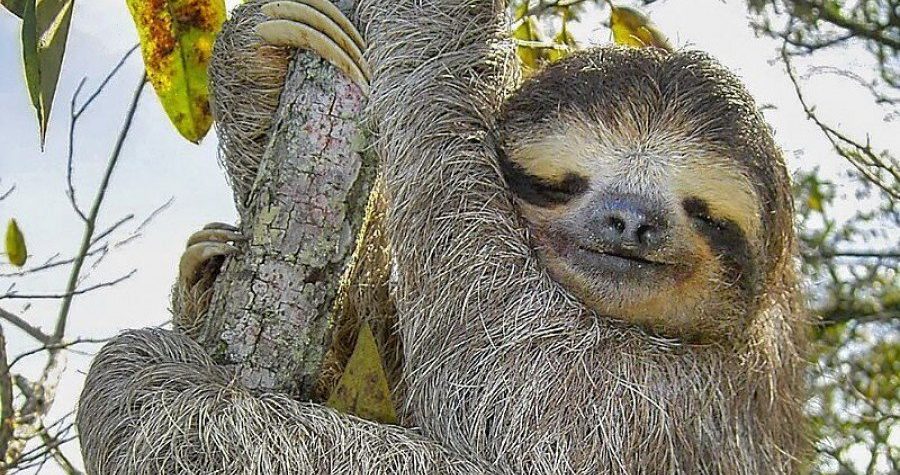 Još ljupkih brojki: U Zagreb stigao par (2) najljenijih krezubih sisavaca na svijetu, a nemaju veze s politikom