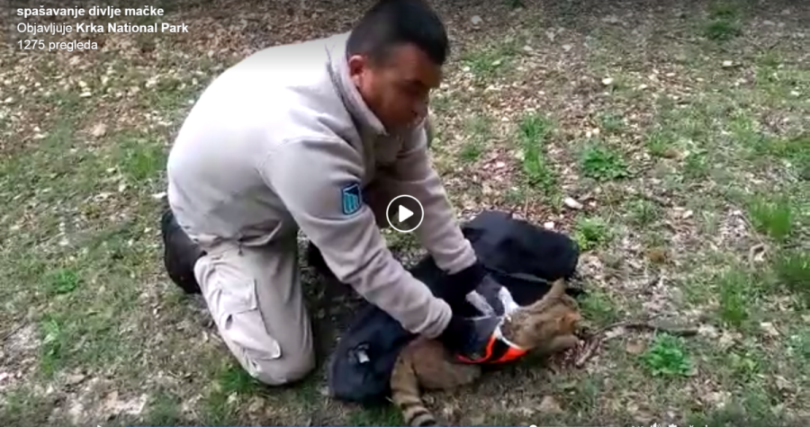 Dobra vijest iz divljine: U NP Krka iz spašena divlja mačka, pramajka domaće mace (VIDEO)