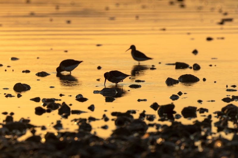 Proslava dana vlažnih staništa uz brojanje ptičica na Vranskom jezeru – ‘mjestu na koje se ptice uvijek iznova vraćaju’