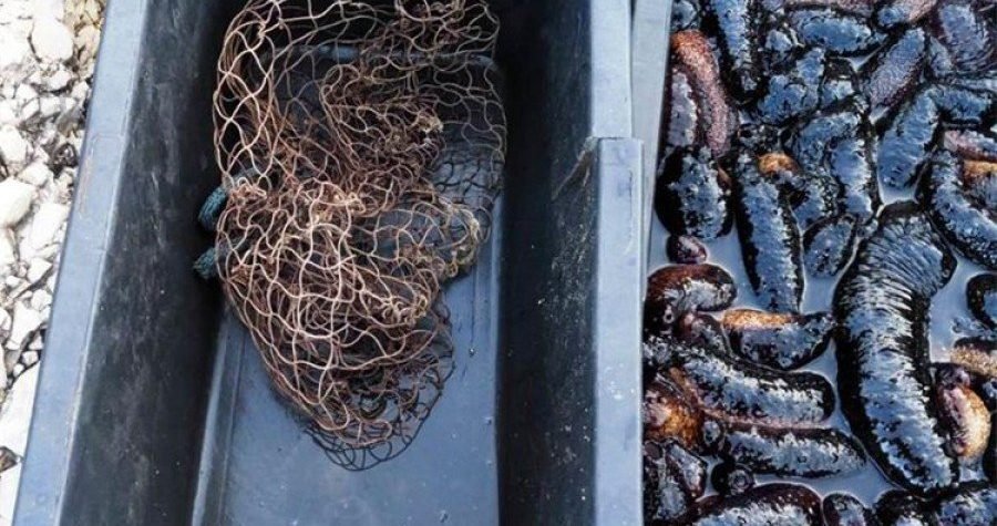 Nezaštićena Hrvatska: Trpokradice iz Turske i Bugarske pobili 530 kg (kao) zaštićenih ‘morskih kukumara’