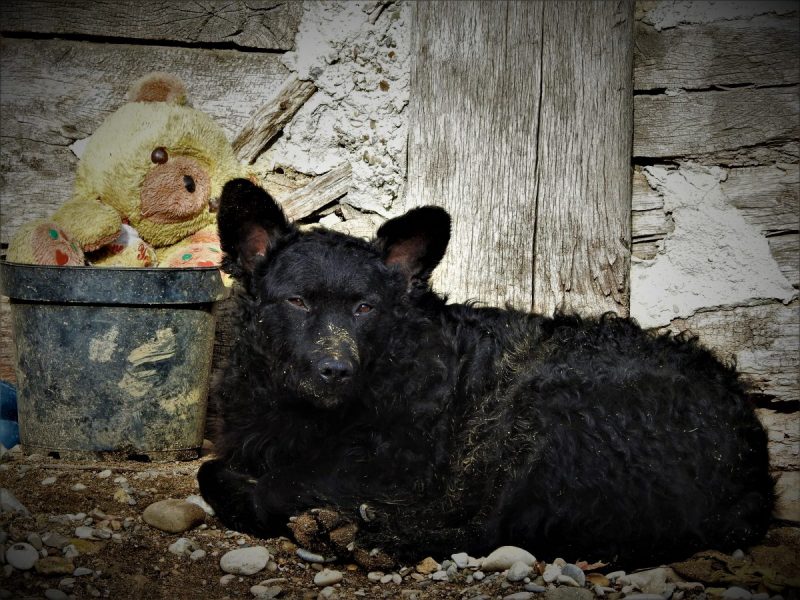 Pas čuva medu - foto TRIS/G. Šimac