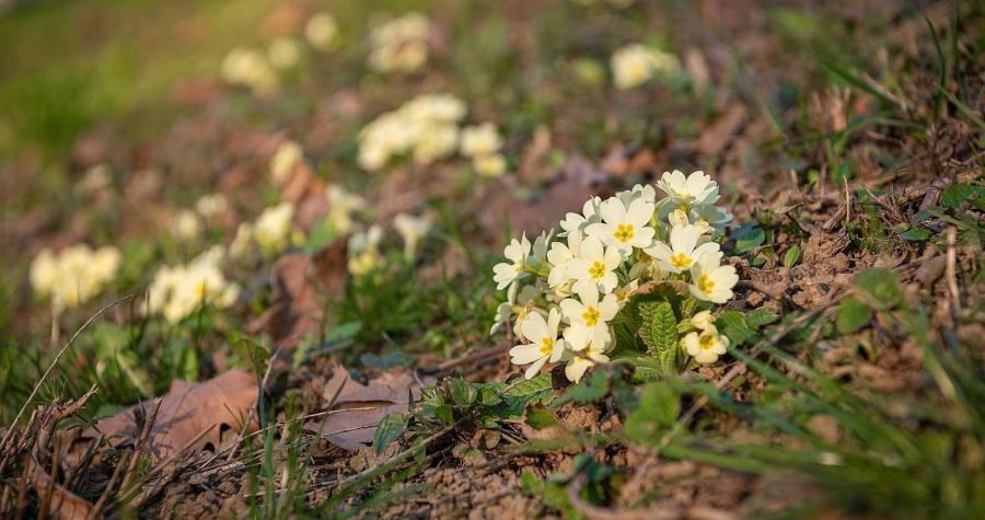 Psihologija: Degradacija okoliša prijetnja je ljudskoj sreći, okruženi zelenilom sretniji smo nego u betoniziranom okruženju