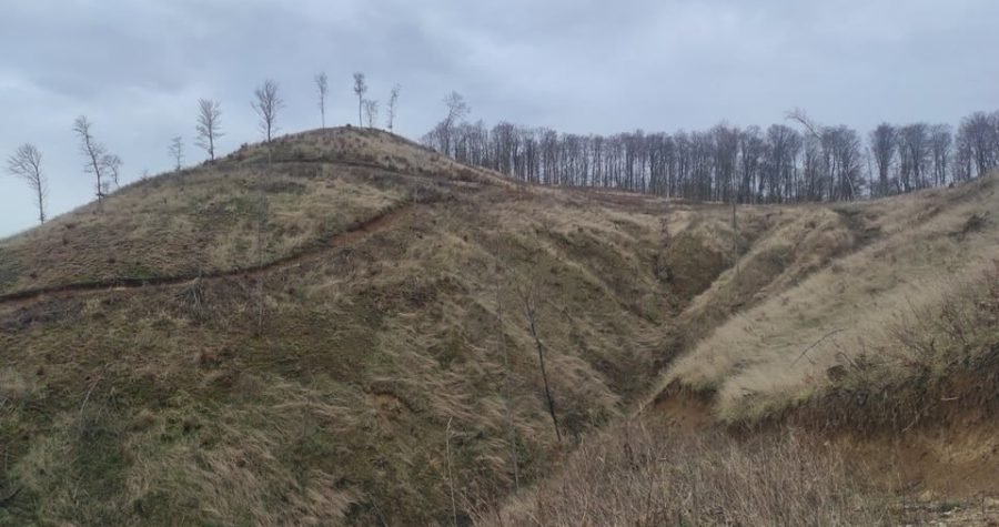 Uz Svjetski dan šuma: Ministri zalaze u “ministarske šume”, njih one druge ne zanimaju, pa na njihovo pustošenje i ne reagiraju!