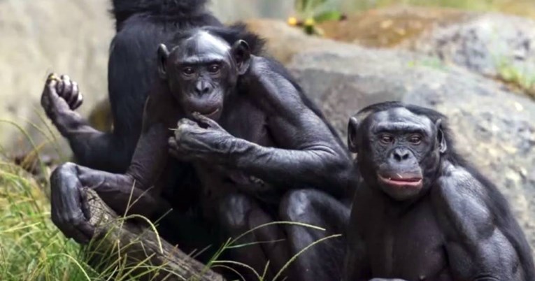 Majmuni ne nose maske (foto San Diego Safari ZOO)