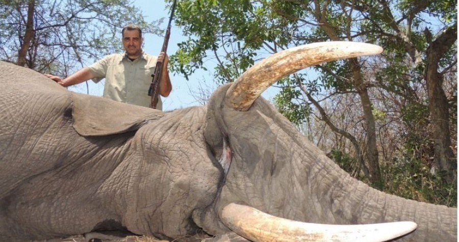 Zimbabve: Radi korone, odnosno obijesnih turista, pobit će 500 slonova