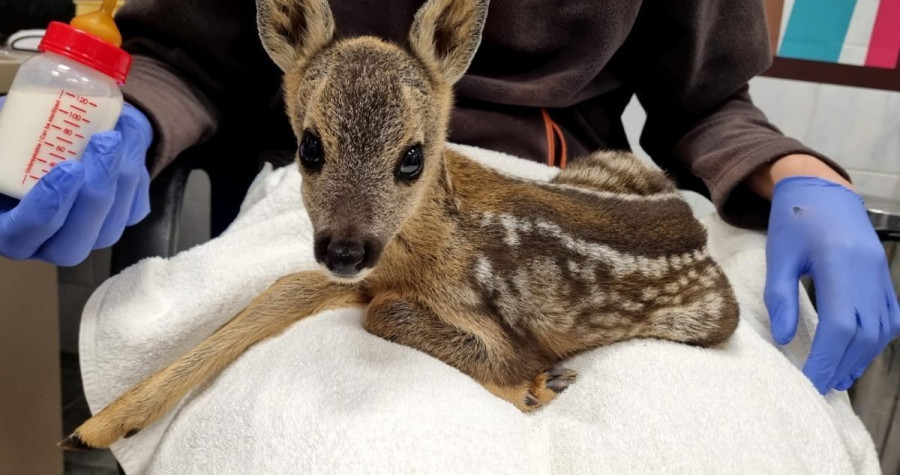 Kosili travu, pokosili lane: Mladunče je dobro i sisa kozje mlijeko iz bočice za bebe