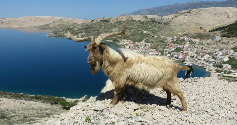 ‘Ne pucajte po njima, nisu krive što su napuštene’
