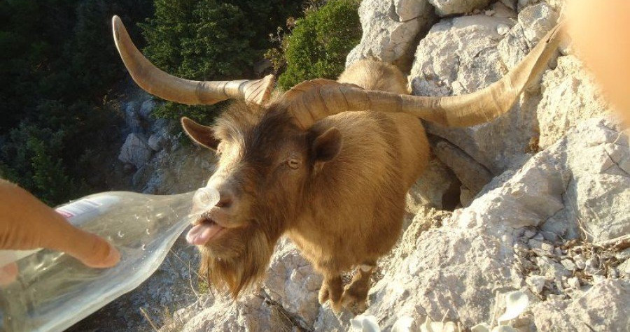 Šokirani i zgroženi Prijatelji životinja: Ministarstvo naložilo pucanje i odstrel ‘slobodnih’ umiljatih koza, te konja, goveda, magaraca i ovaca ‘bez nadzora’