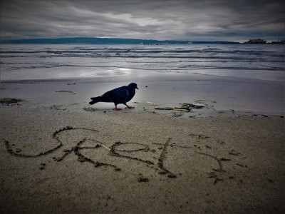 Ptica na plaži (foto TRIS/G. Šimac)