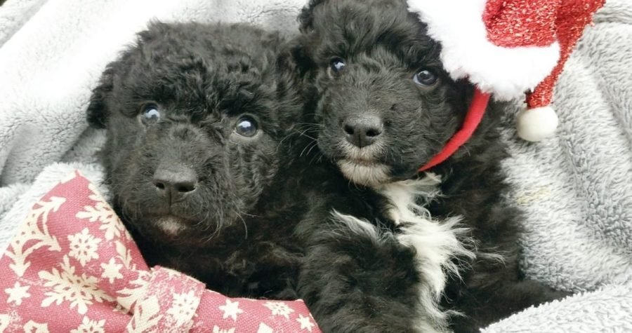 Udruga Prijatelji životinja poručuje: U Hrvatskoj se godišnje napusti više od 10 tisuća pasa i mačaka; ne kupujte životinje, udomite ih!