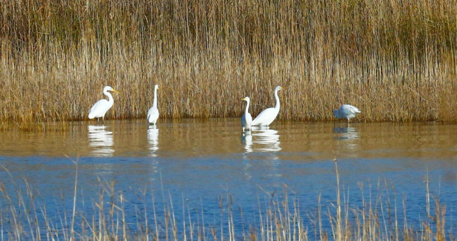 Močvare nestaju tri puta brže od šuma: Zato će se sutra na Vranskom jezeru promatrati ptice