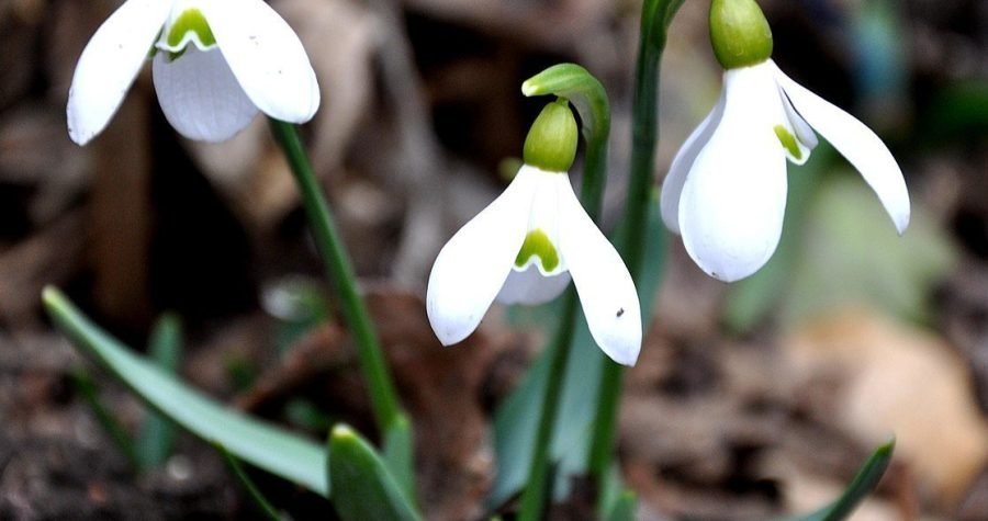 Stiže proljeće: Za nezakonito branje visibaba, ljubičica, pasjeg zuba i drijenovice prijeti kazna od 200 tisuća kuna