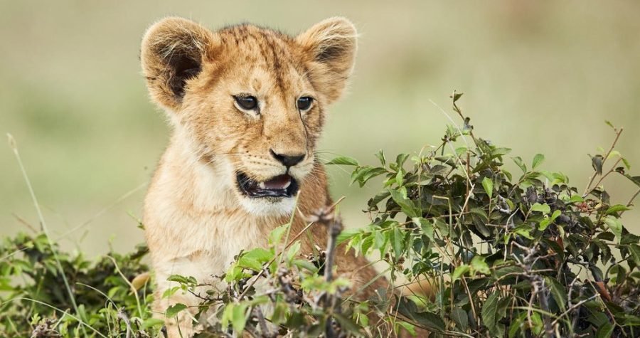 Crna Gora u lov kreće: Traži se odbjegli lav