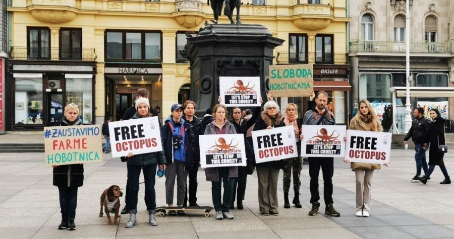 Sloboda hobotnicama: Međunarodni prosvjed protiv prve svjetske farme ‘oktopusa’