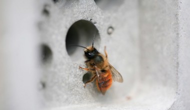 ‘Samotne’ pčele: Ne rade za ljude nego za prirodu