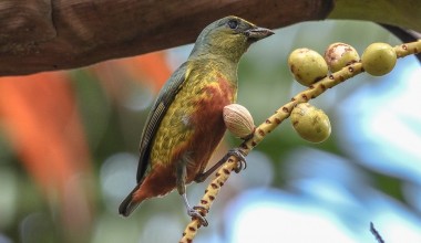 Ekstradjevičansko ulje s perjem i kljunovima: Berući masline godišnje usisaju i deset milijuna ptica pjevica