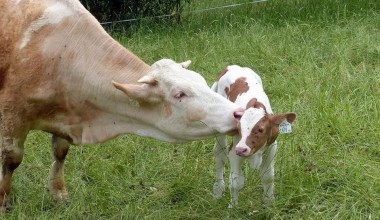 Majčin dan: I životinje imaju majku… i djecu