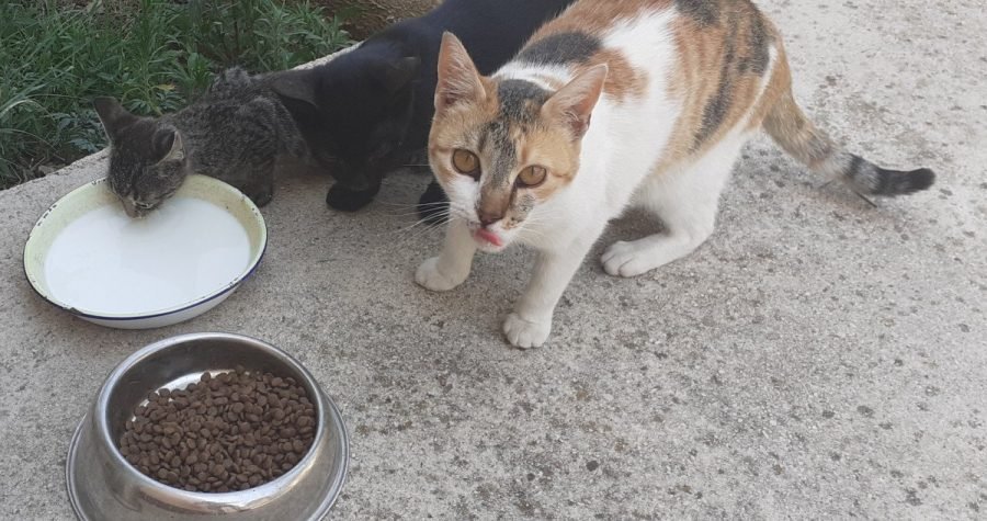 Udruge za zaštitu životinja ogorčene na upravu NP Krka: Ulovi – kastriraj – vrati!