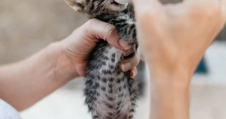 Zlostavljanje i zanemarivanje životinja: Pomagati šibenskim macama Sizifov je posao; nema građanske odgovornosti, nema empatije…