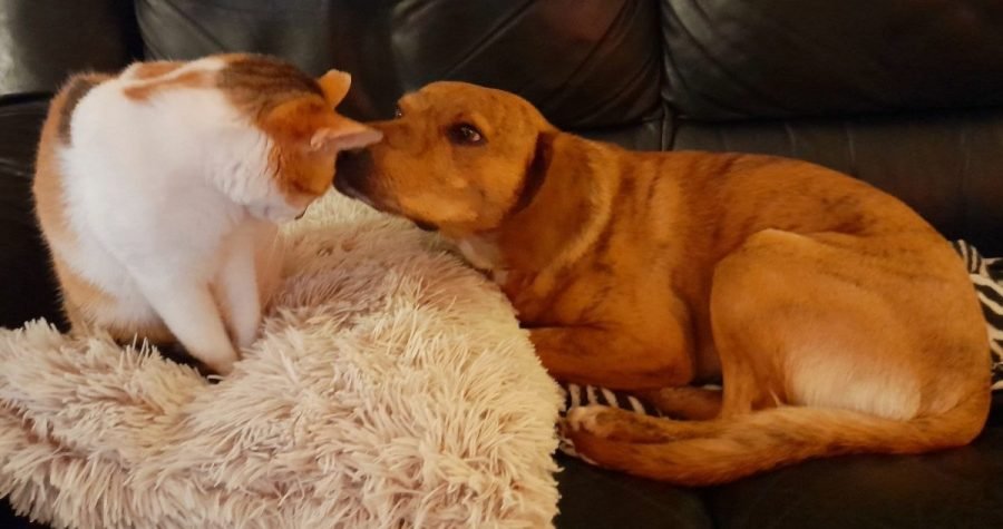 Svjetski dan kastracije pasa i mačaka/Ivica Ukić, veterinar: Za kastracije su najzaslužnije udruge i pojedinci koji se brinu o napuštenim životinjama