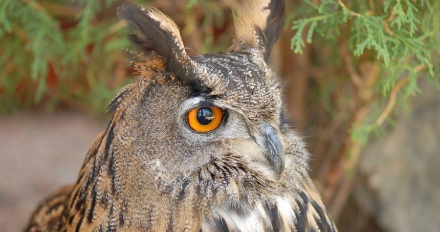 Sova ušara se zove Bubo Bubo i lijepo pjeva ‘uu-hu’: U kanjonu Krke izbrojano pet pjevajućih mužjaka