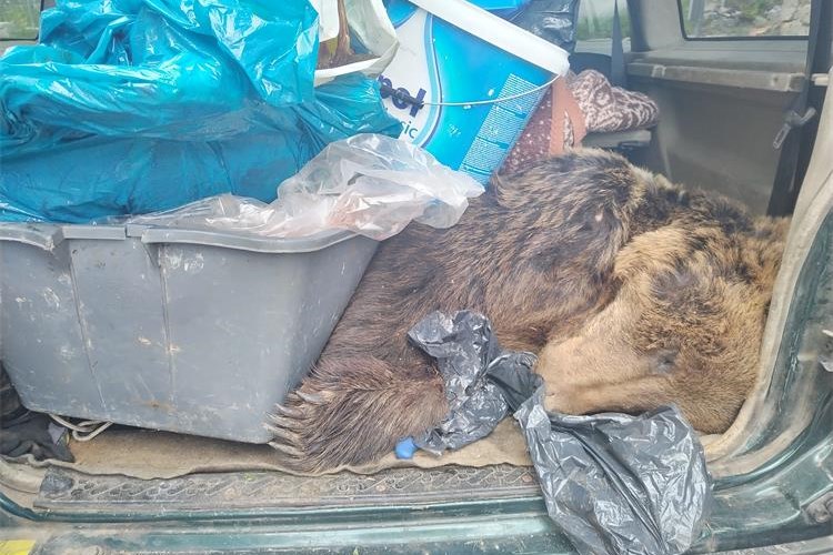 Carinici našli ustrijeljenog mrtvog medvjeda u prtljažniku kod Drniša