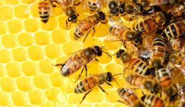 Dobra vijest bez nasilja i prijetvornih političara: Osposobljeno 13 novih pčelara