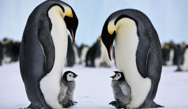 Mali pingvini koji su bili živi u trenucima fotografiranja