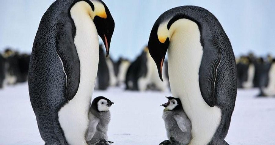 Pingvini umiru plivajući: Zbog ubrzanog topljenja leda uginule čitave kolonije malih pingvinčića, svi do jednog