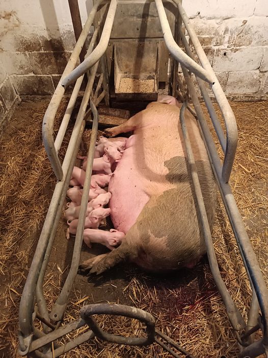 “Svinjarija” na visokoj razini: Eutanazijom zaraženih svinja domaće svinjogojstvo bačeno na koljena, a ministar Grlić Radman napunio kesu!