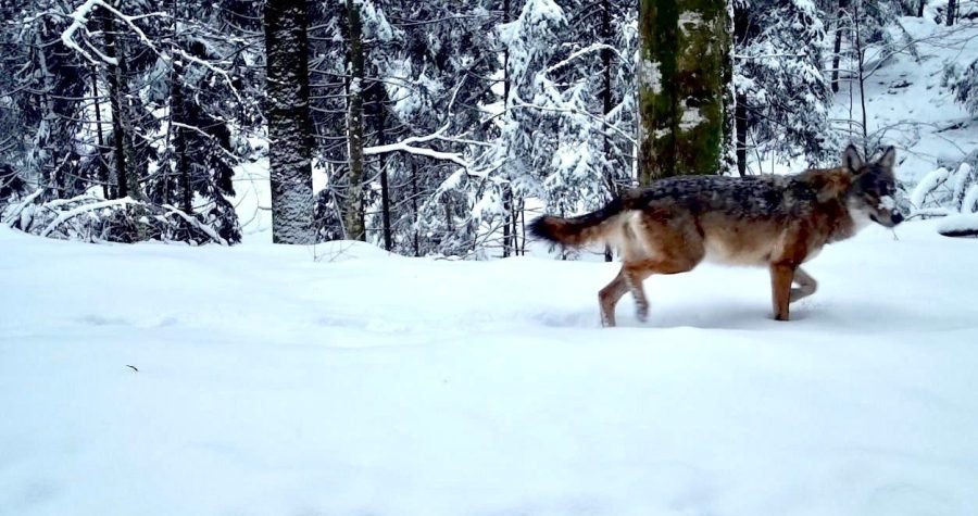 Rijetki prizor: Šumska kamera “uhvatila” vuka u šumi na Plitvicama