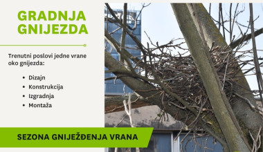 Počinje građevinska sezona bez korupcije, provizija i betoniranja: Vrane i (s)poticana stanogradnja gnijezda